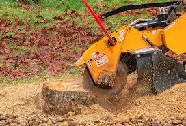 Best Stump Grinding and Removal  in Texas City, TX