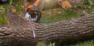 Professional Tree Removal in Texas City, TX