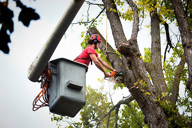 Best Tree Mulching  in Texas City, TX